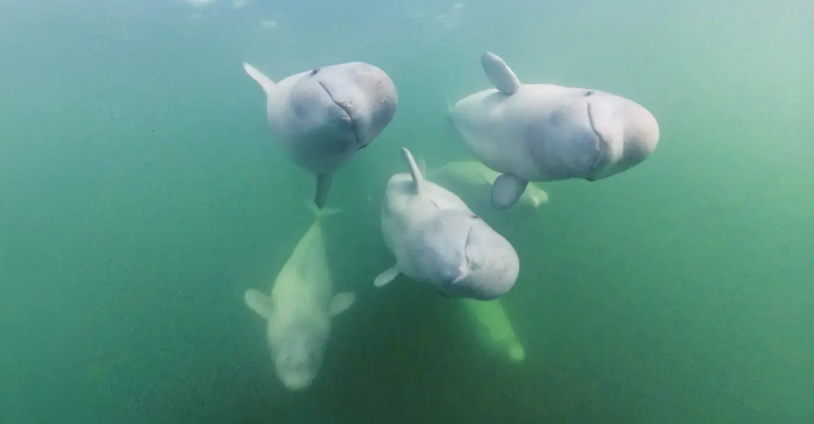 Beluga whales underwater, Churchill, Manitoba, Canada