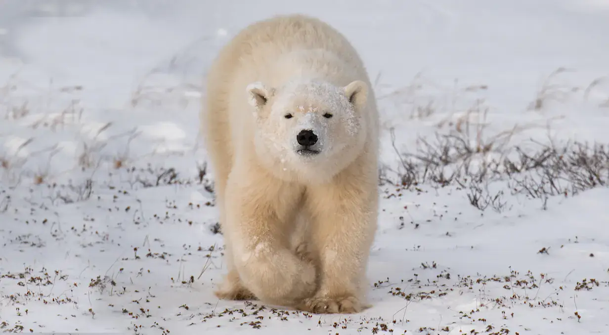 Canada's Premier Polar Bear Adventure