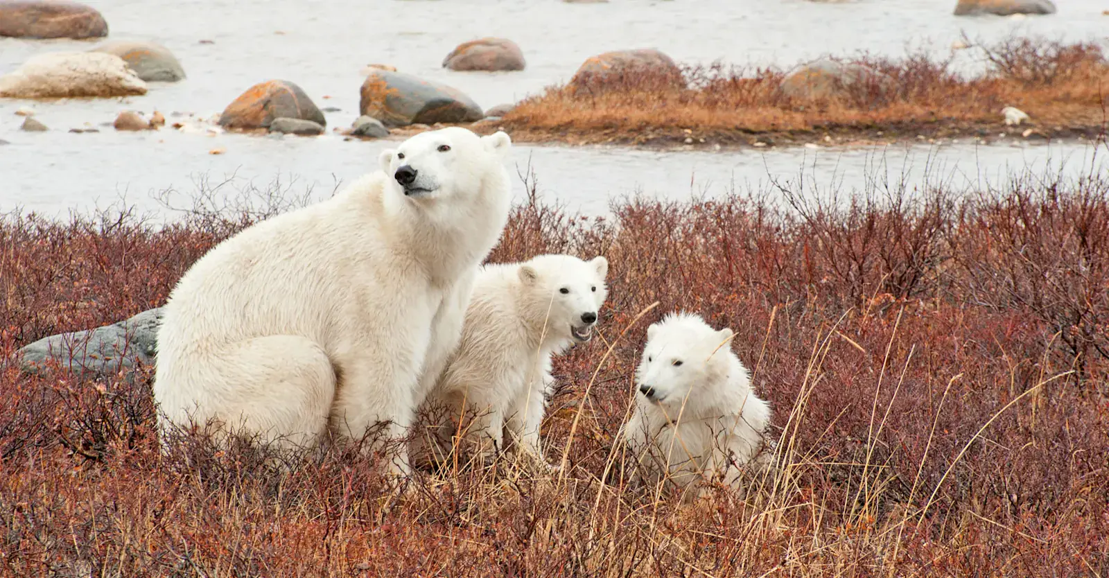 Polar bear mother with two cubs in autumn tundra, Churchill, Manitoba