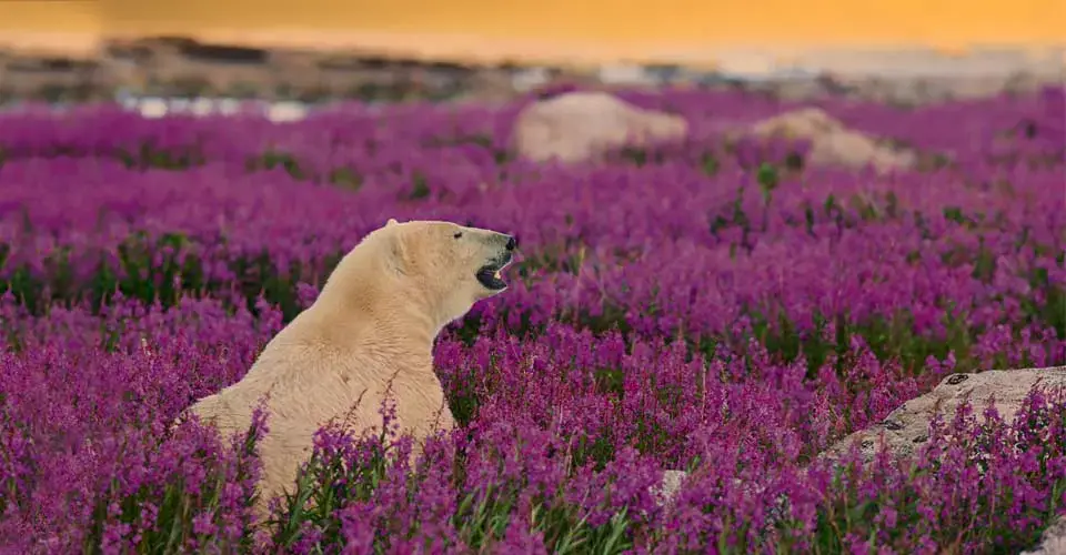 Polar bear resting in purple fireweed at sunset, Churchill, Manitoba