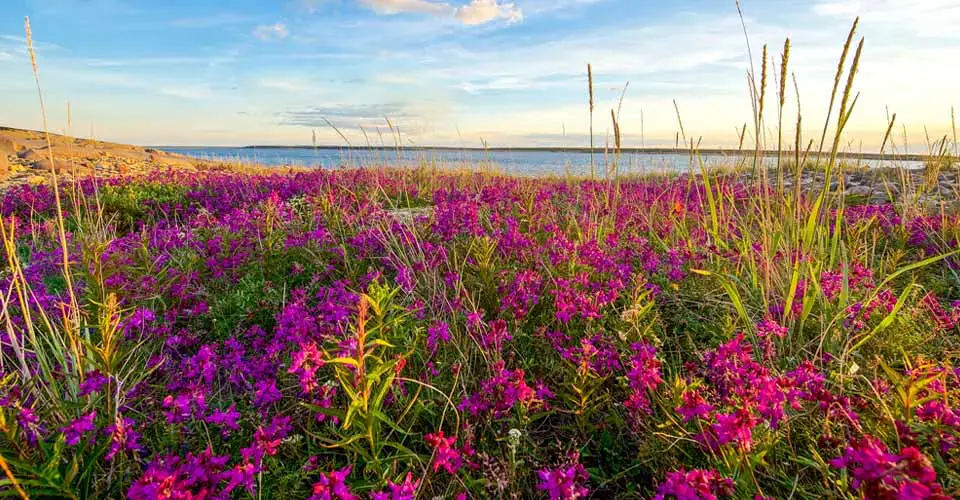 Summer wildflowers blooming along the Hudson Bay coast, Churchill, Manitoba