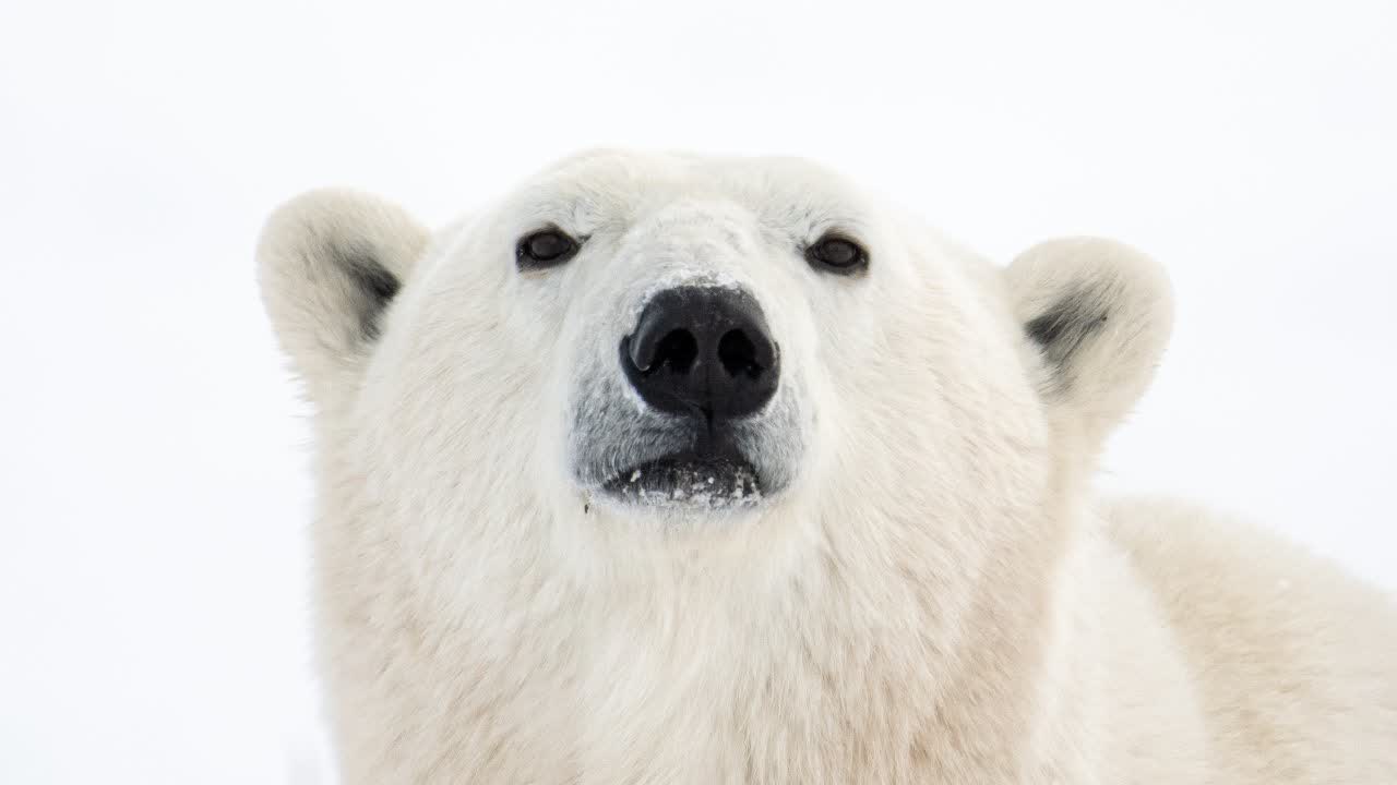 Close-up portrait of a polar bear against snow