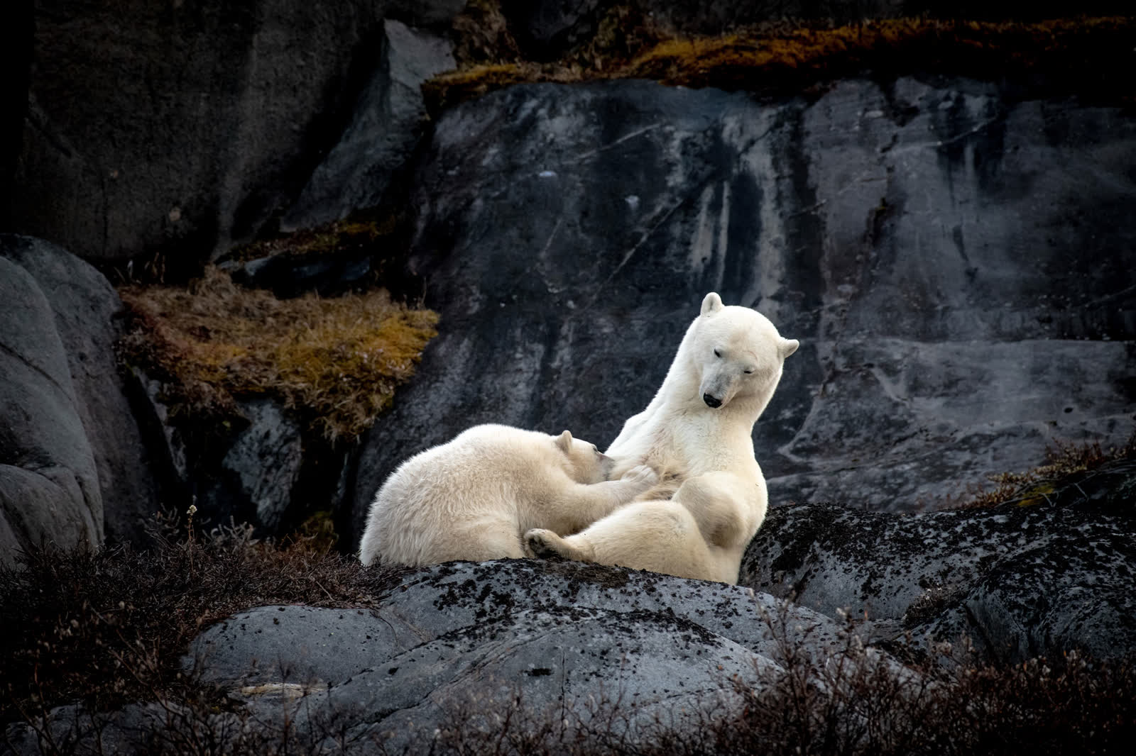 Polar bear mother nursing her cub on coastal rocks