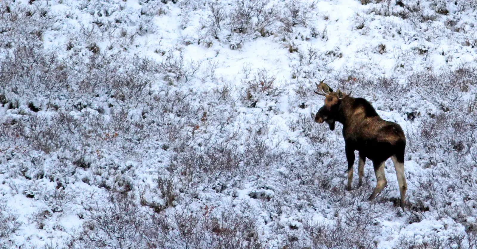 Bull moose in snow-dusted willow scrub in the Canadian North