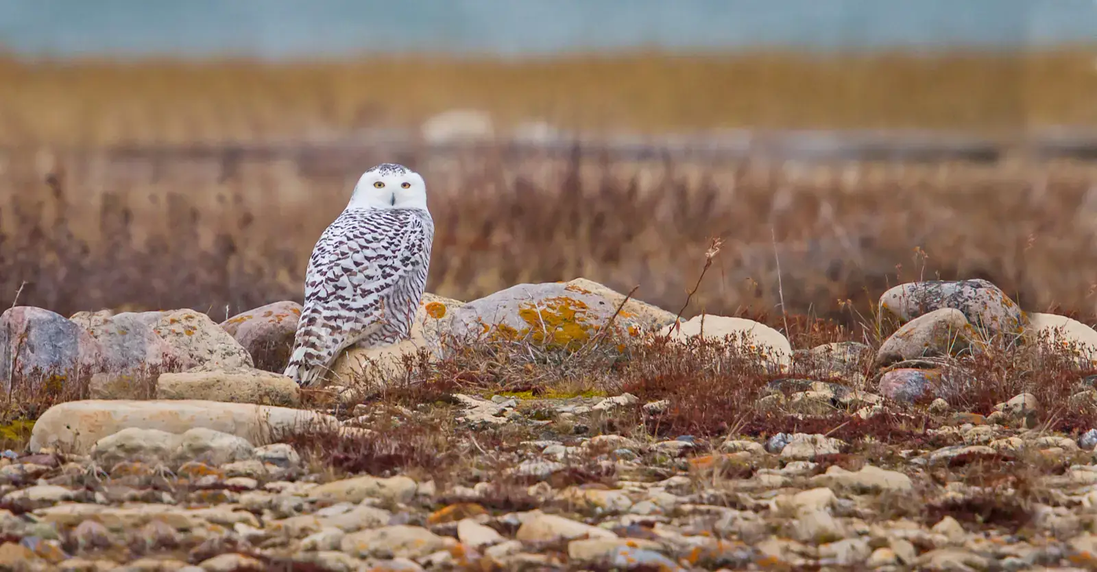 Snowy owl perched on lichen-covered rocks on the Churchill tundra