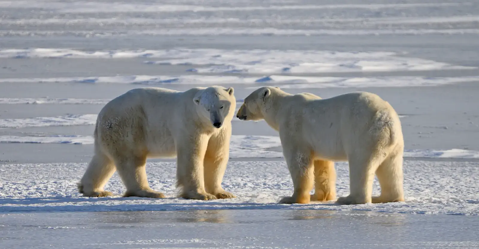 Two polar bears meeting on the sea ice of Hudson Bay