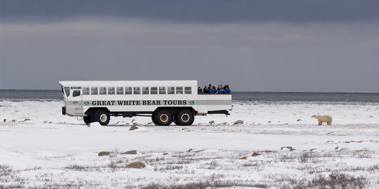 Polar Rover with photographers and a distant polar bear, Churchill, Manitoba