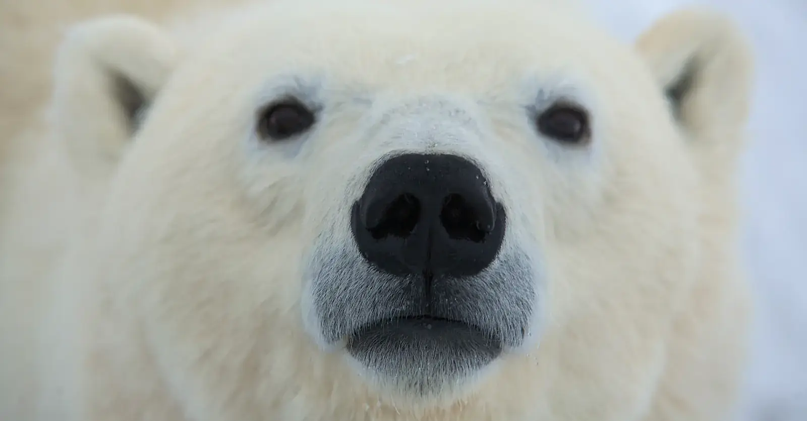 Close-up of a polar bear, Churchill, Manitoba