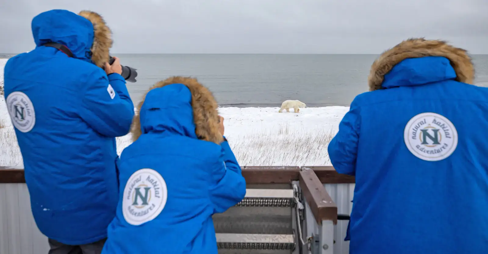 Nat Hab guests photographing a polar bear, Churchill, Manitoba