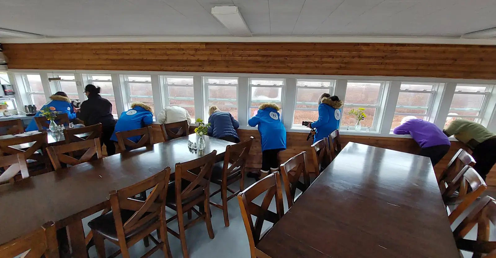 Guests watching polar bears from the Tundra Lodge dining car windows, Churchill, Manitoba