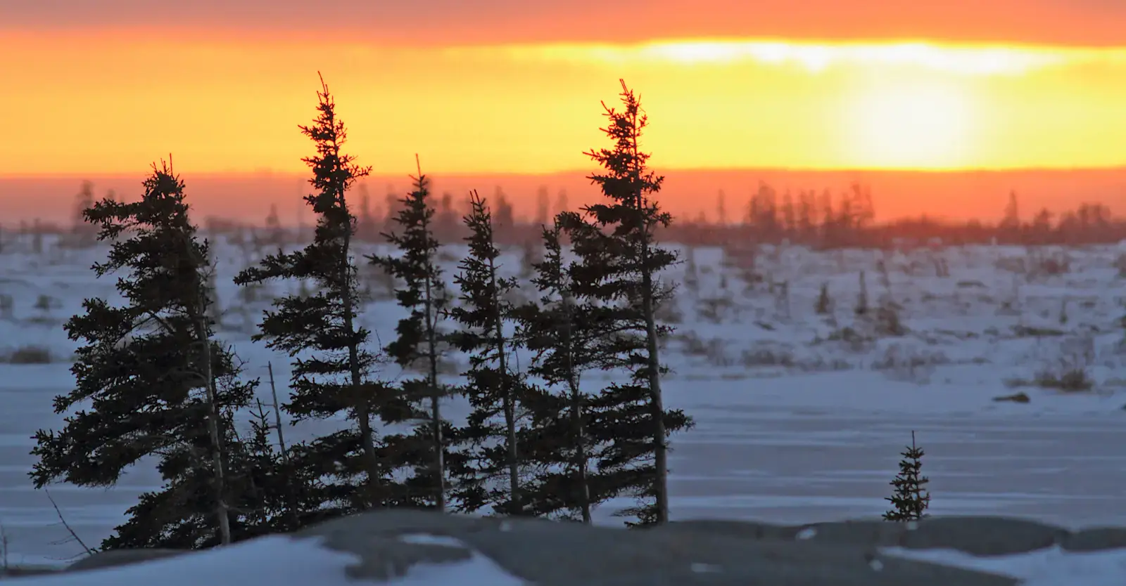 Tundra sunset behind spruce trees, Churchill, Manitoba