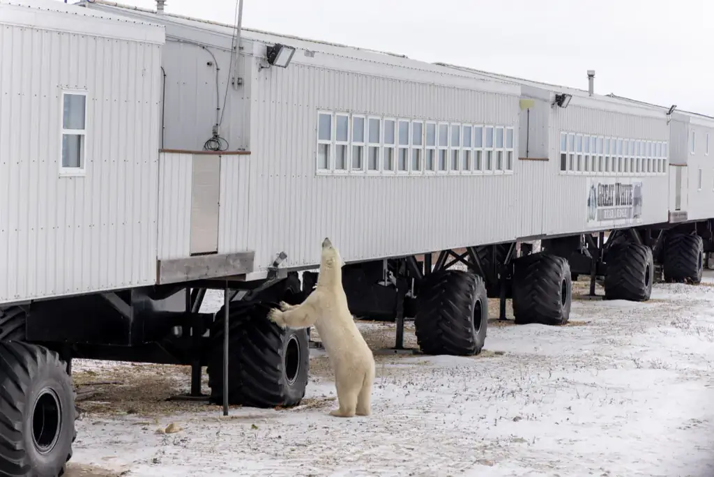 Polar bear standing against the Tundra Lodge, Churchill, Manitoba